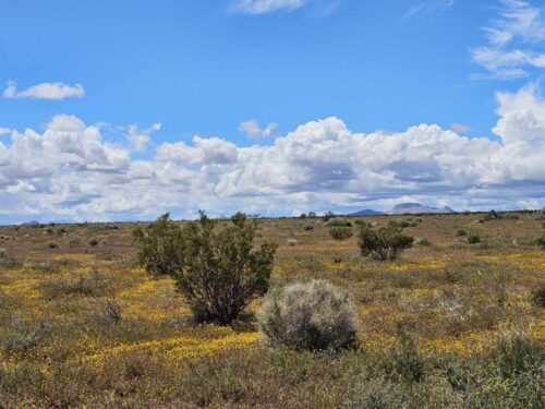 MAKE OFFER!!! RARE FIND: LARGE 2.5-ACRE PARCEL IN CALIFORNIA CITY, SOUTHERN CALIFORNIA LOCATED IN A GROWING AREA FOR JUST $289 PER MONTH.